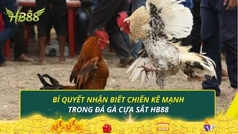 Bí quyết nhận biết chiến kê mạnh trong đá gà cựa sắt HB88