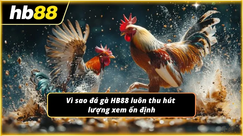Các video phát sóng mang lại những giây phút giải trí vô cùng kịch tính