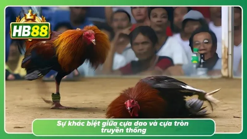 Hiểu rõ sự khác nhau về tố chất cựa dao và cựa sắt