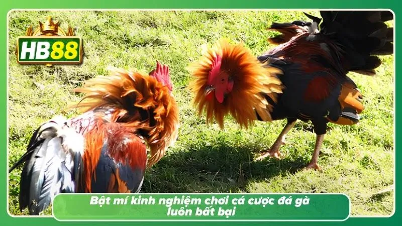 Bật mí các kinh nghiệm khi chơi