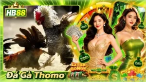 Đá Gà Thomo