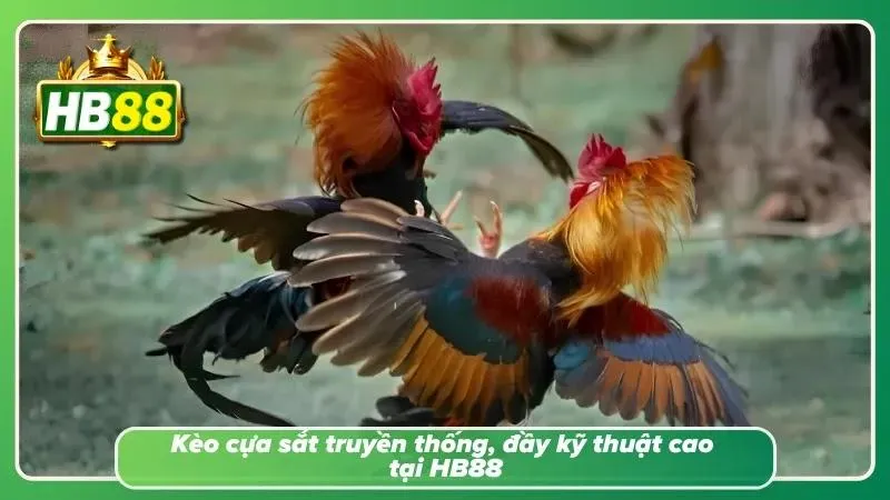 Kèo cựa sắt truyền thống cổ điển và sang trọng
