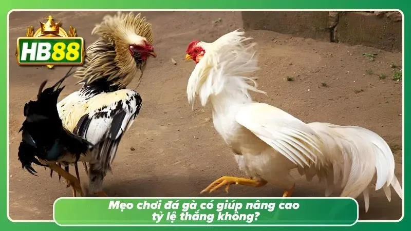Người chơi quan sát chiến kê trước khi bắt đầu