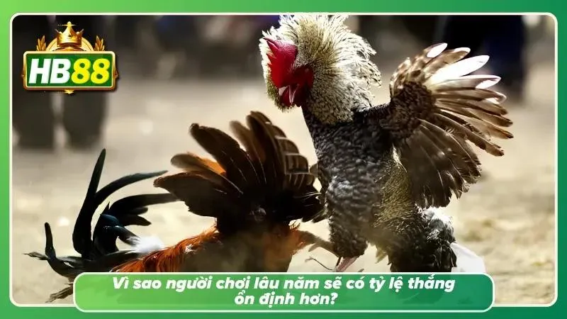 Kinh nghiệm quan sát phong độ chiến kê