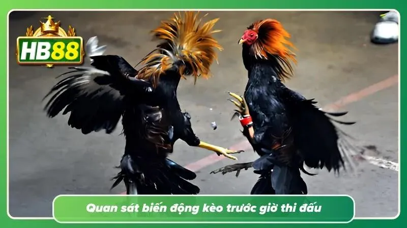 Biểu đồ biến động tỷ lệ kèo