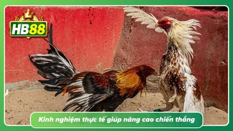 Người chơi ghi chép kết quả các trận đấu