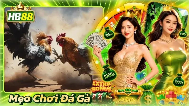 Mẹo Chơi Đá Gà