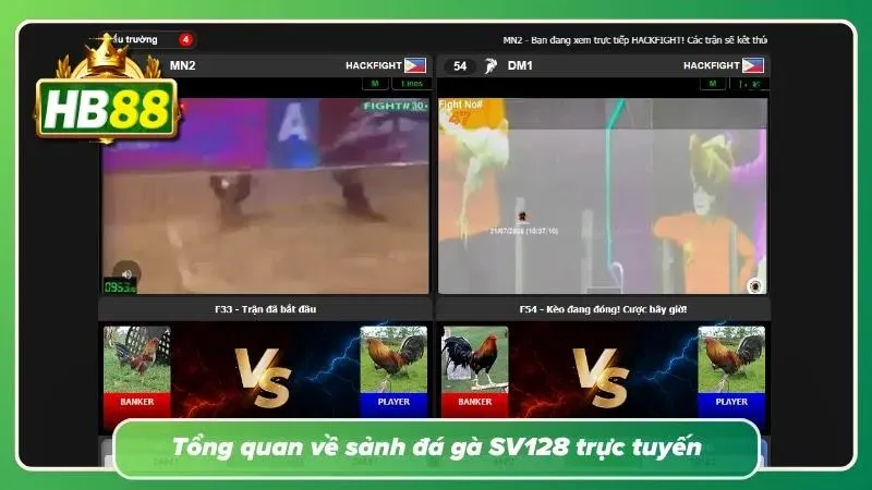 Giao diện trực tiếp các trận đấu chọi gà đỉnh cao