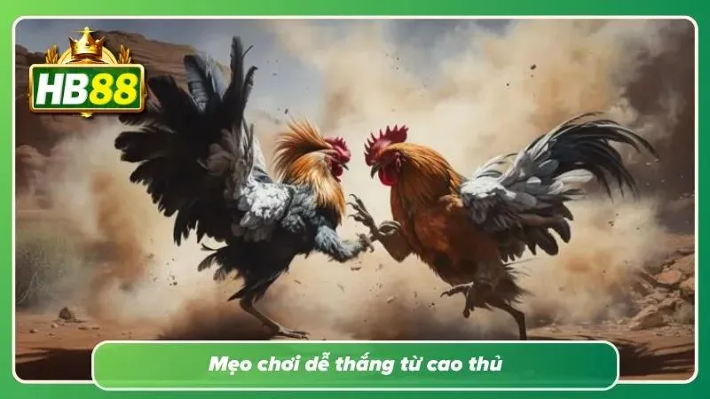 Sơ đồ phân tích phong độ chiến kê, thành tích thi đấu